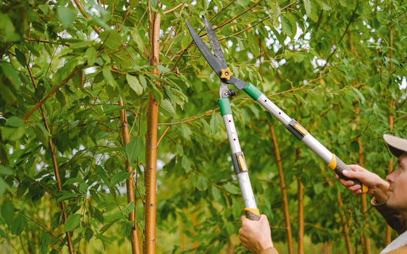 Tree trimming in Huntsville, AR